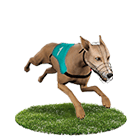 太子娛樂城白金賽狗